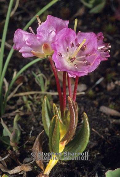 kalmia polifolia 1 graphic